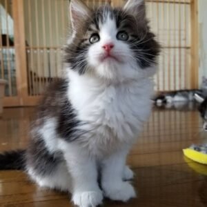 Belle – Weibliche Maine-Coon-Katze