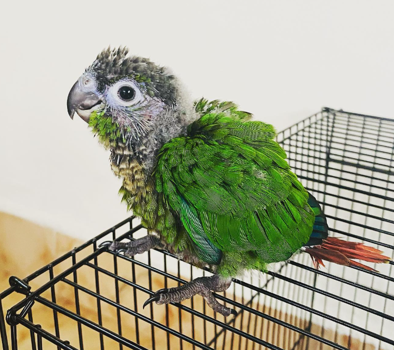 Amazonen