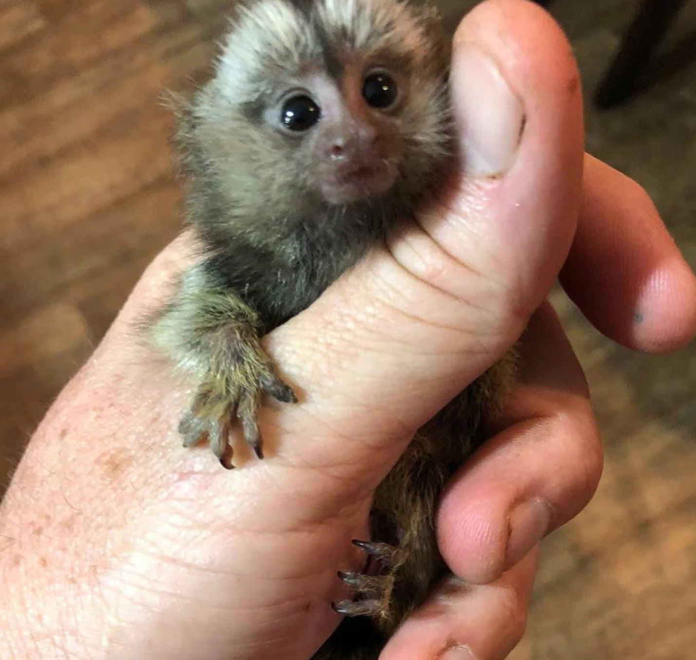 🐒 Eve – Weibliches Fingeräffchen – Bild 2