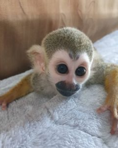 Adam – Männliches Totenkopfäffchen – Bild 2