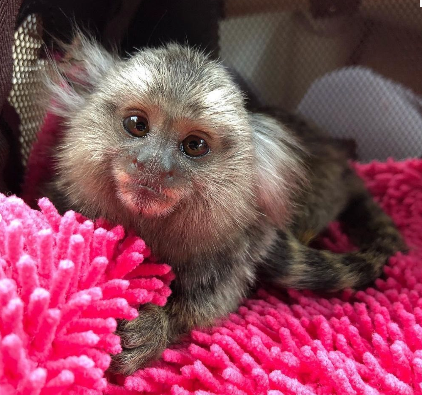 🐒 Buba – Männliches Fingeräffchen – Bild 2