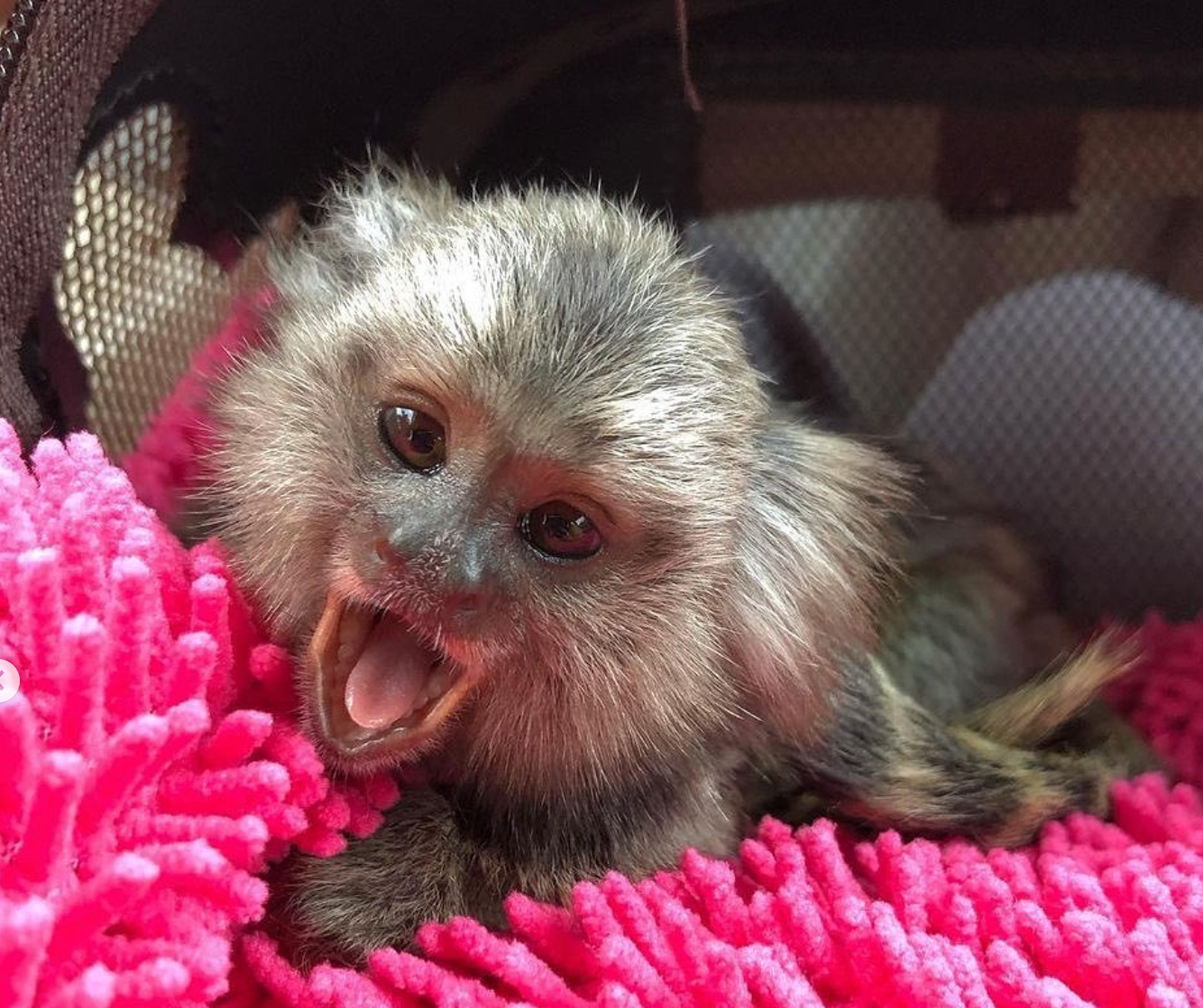 🐒 Buba – Männliches Fingeräffchen