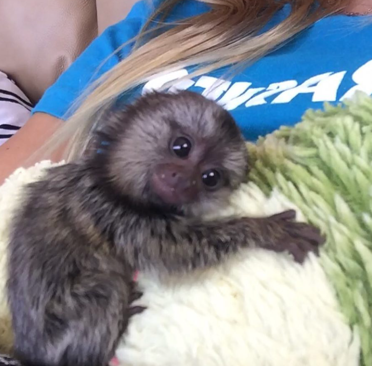 🐒 🌙 Luna – Weibliches Fingeräffchen