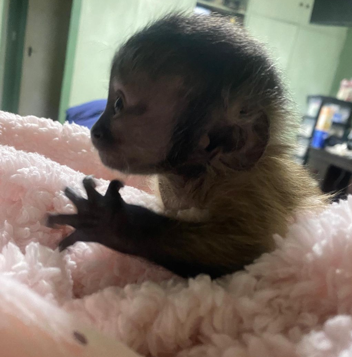 🐒 Carla – Weibliches Kapuzineräffchen – Bild 3