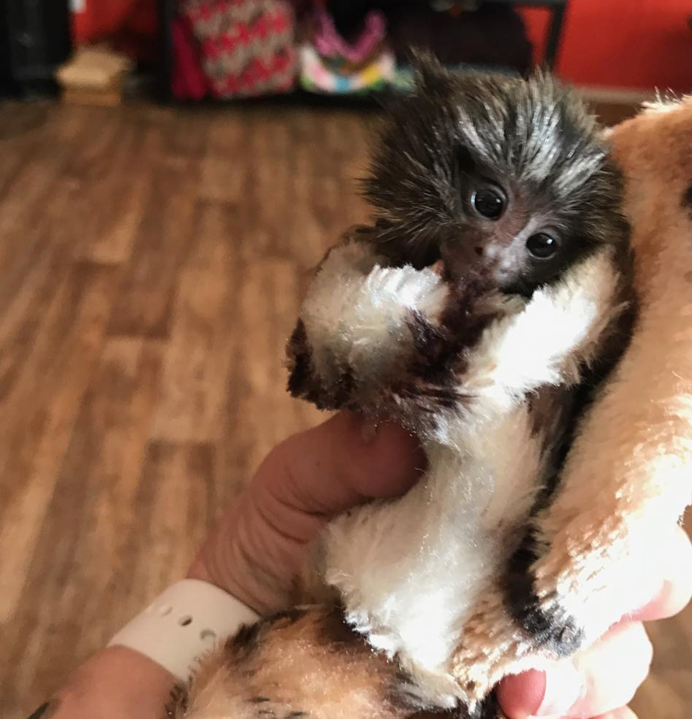 Eliot – Männliches Fingeräffchen – Bild 4