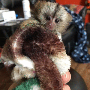 🐒 Eve – Weibliches Fingeräffchen