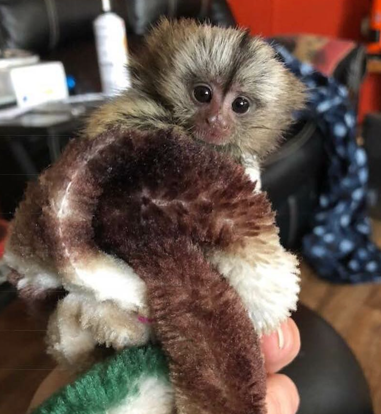 🐒 Eve – Weibliches Fingeräffchen