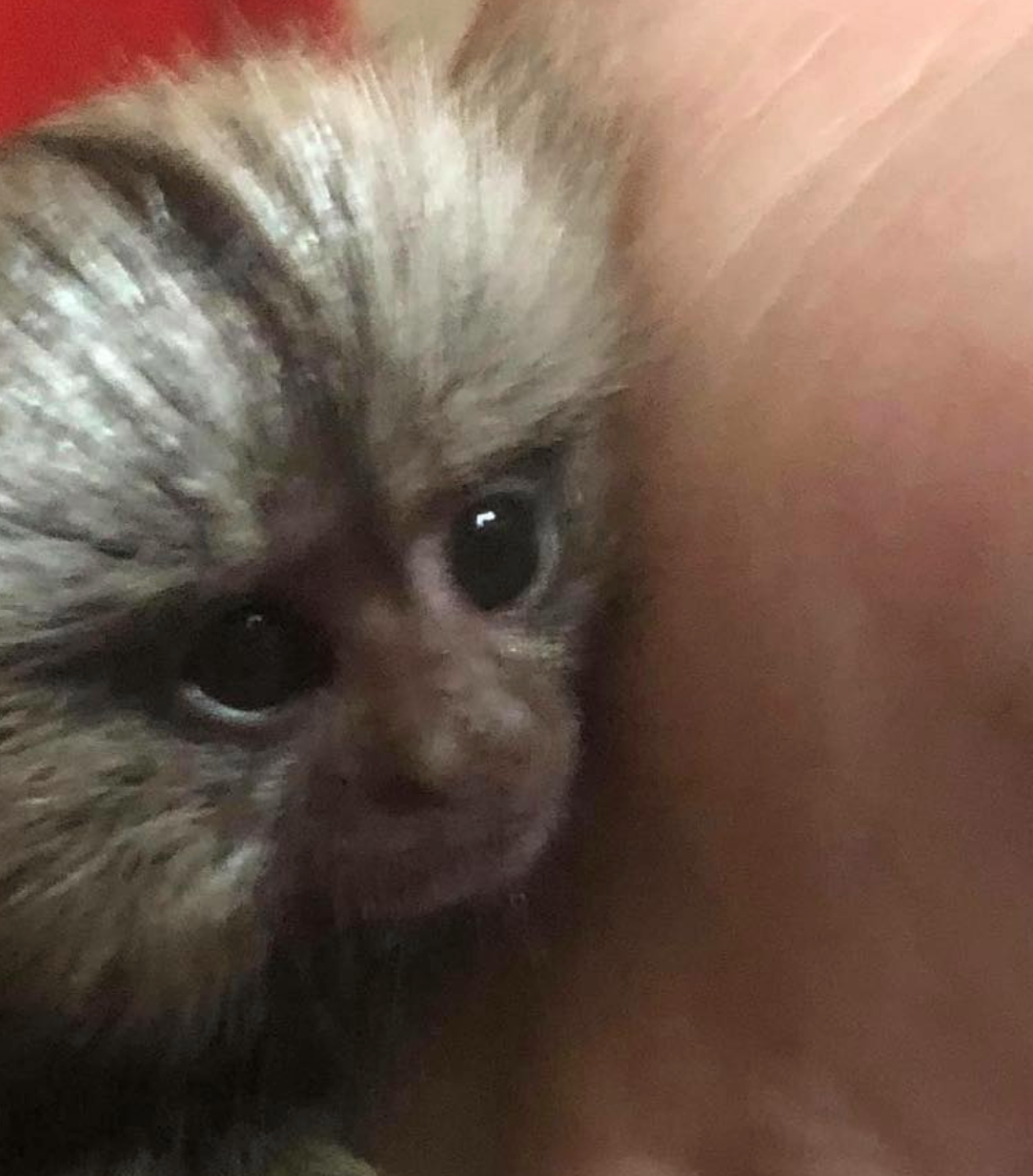 🐒 Eve – Weibliches Fingeräffchen – Bild 3