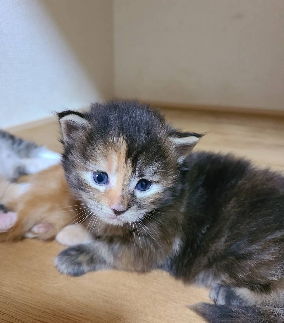 Lato – Männliche Maine-Coon-Katze – Bild 3