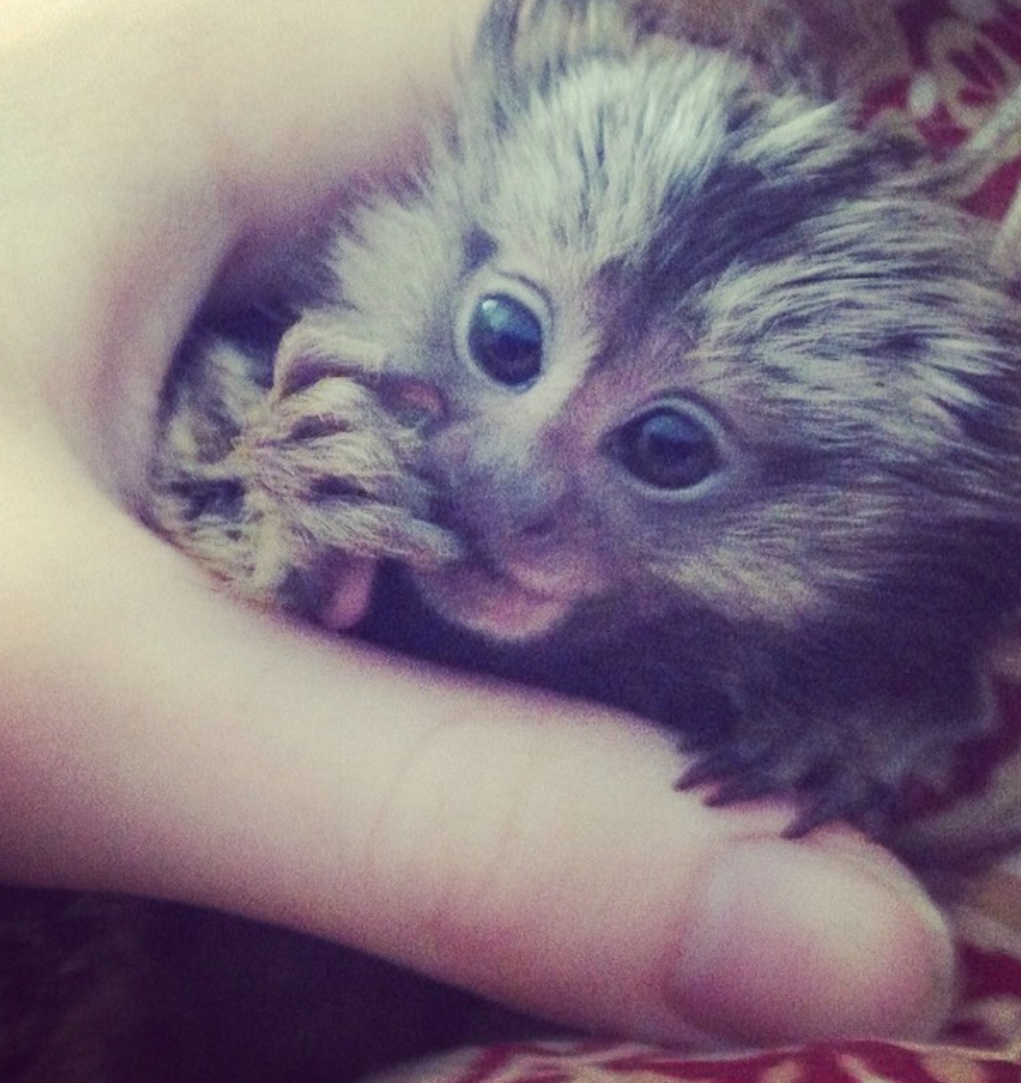 🐒 Mia – Weibliches Fingeräffchen – Bild 4