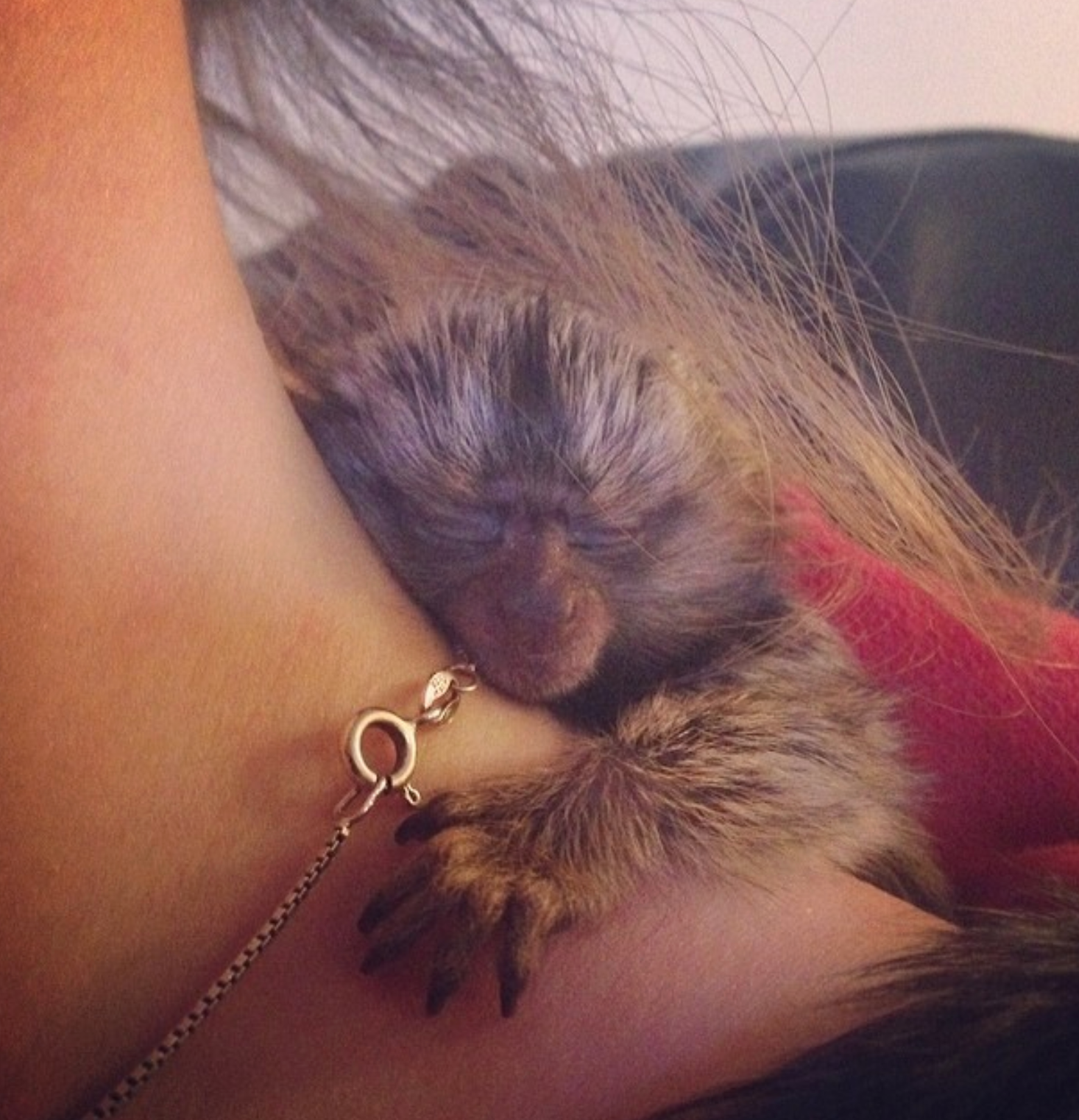 🐒 Mia – Weibliches Fingeräffchen – Bild 3