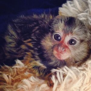 🐒 Mia – Weibliches Fingeräffchen