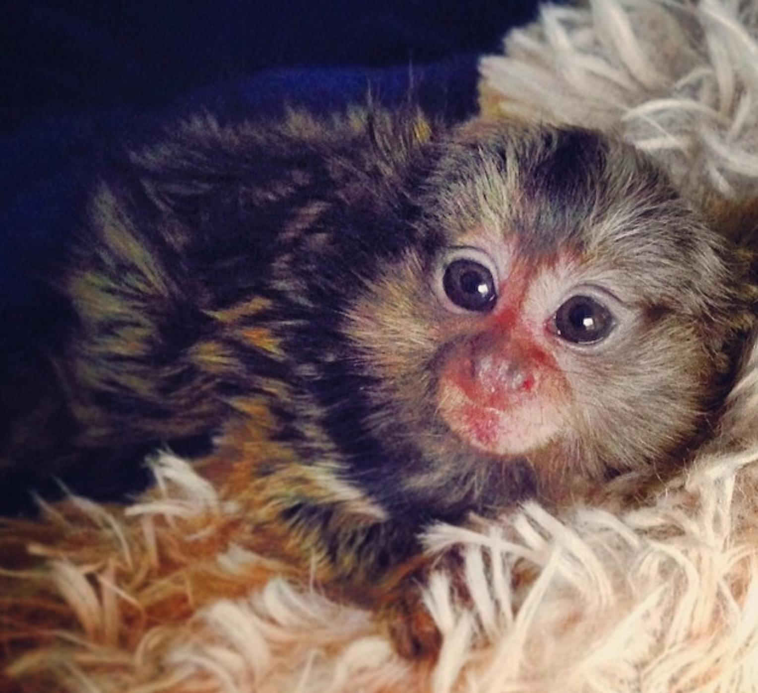 🐒 Mia – Weibliches Fingeräffchen