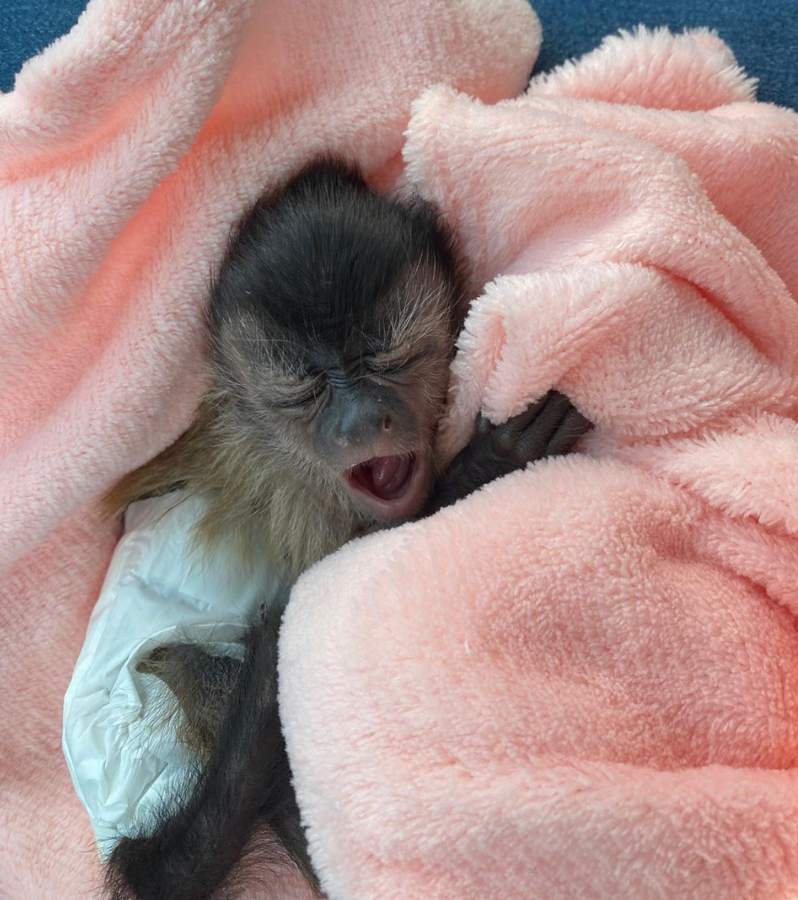 🐒 Carla – Weibliches Kapuzineräffchen