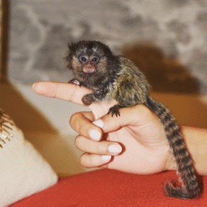 🐒 Akia – Weibliches Fingeräffchen