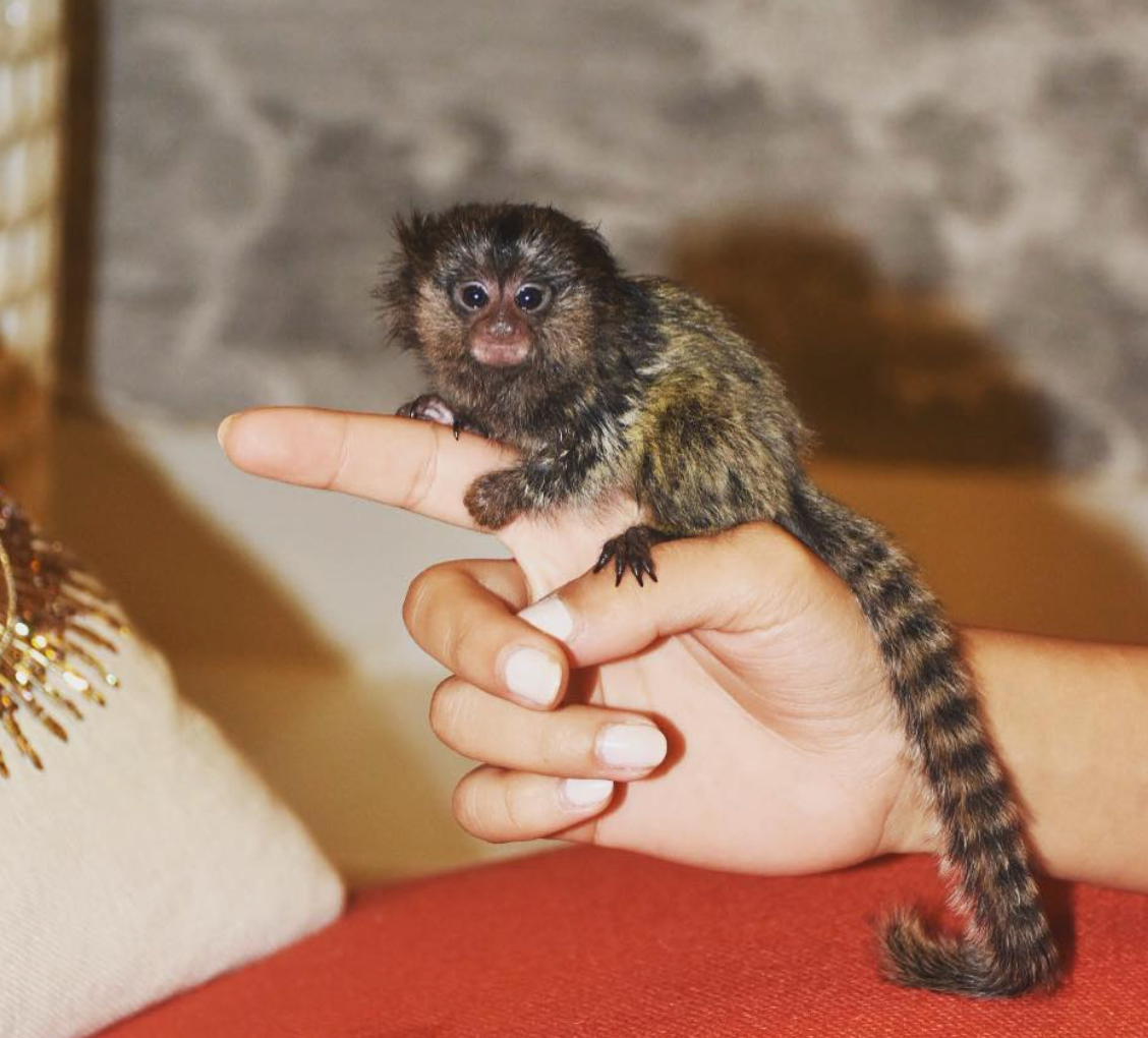 🐒 Akia – Weibliches Fingeräffchen