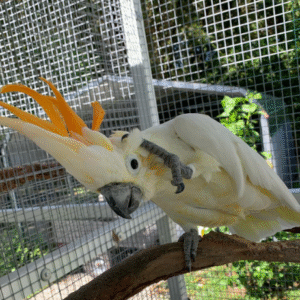 04 Monate alte Zitronenkakadu-Dame