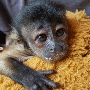 🐒 Buddy – Männliches Kapuzineräffchen