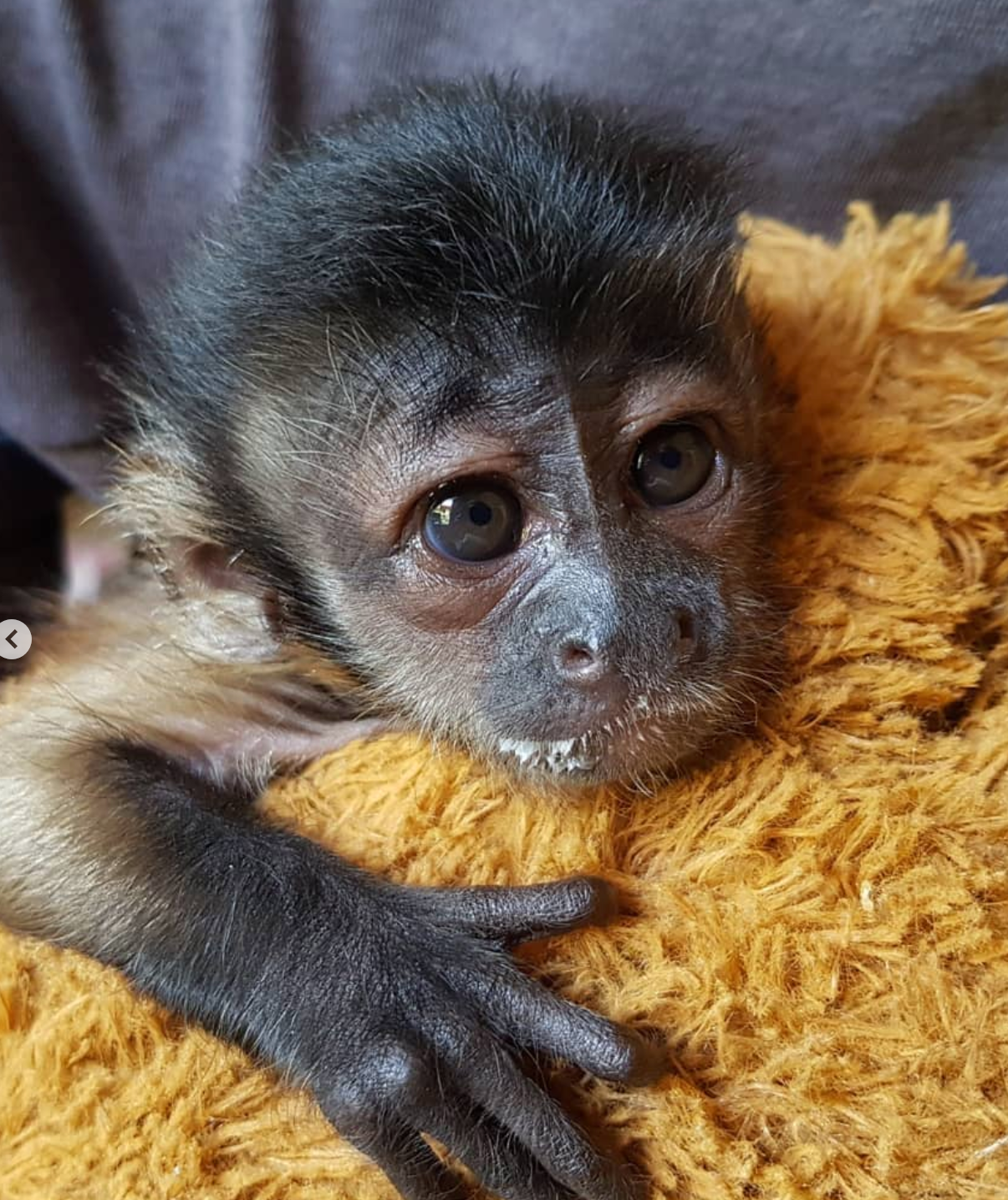 🐒 Buddy – Männliches Kapuzineräffchen