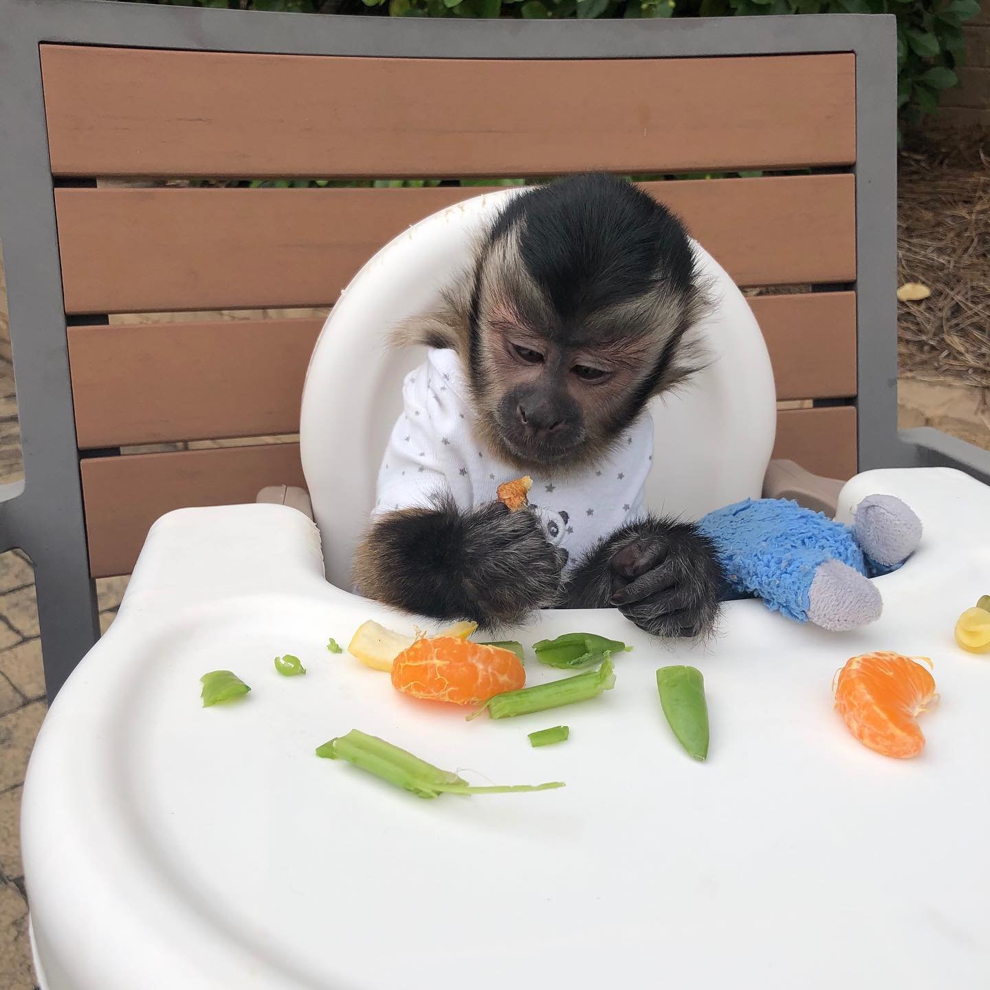 🐒 Nadia – Weibliches Kapuzineräffchen – Bild 5