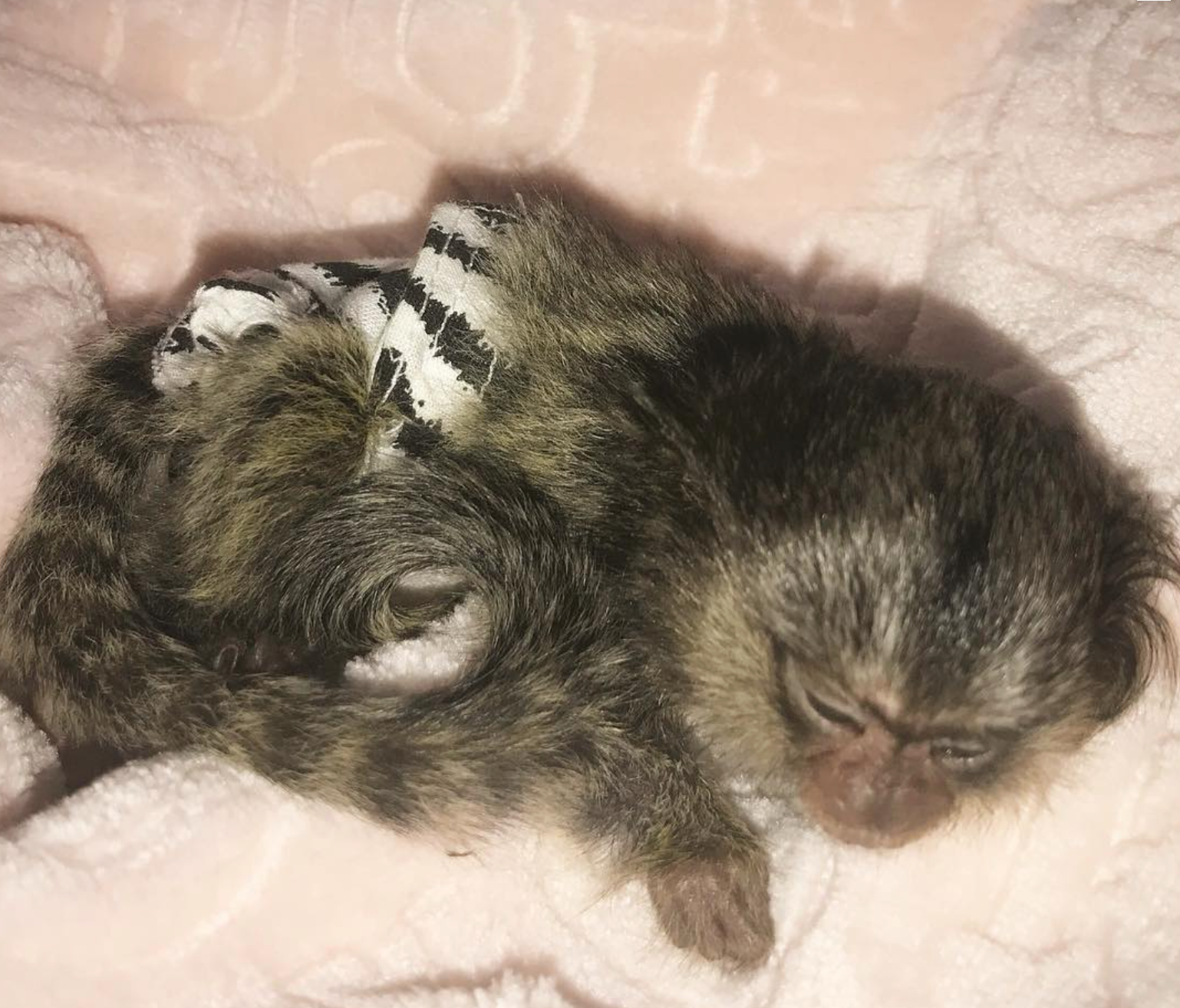 🐒 Akia – Weibliches Fingeräffchen – Bild 3