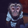 🐒 Jeremia – Männliches Kapuzineräffchen