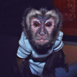 🐒 Jeremia – Männliches Kapuzineräffchen