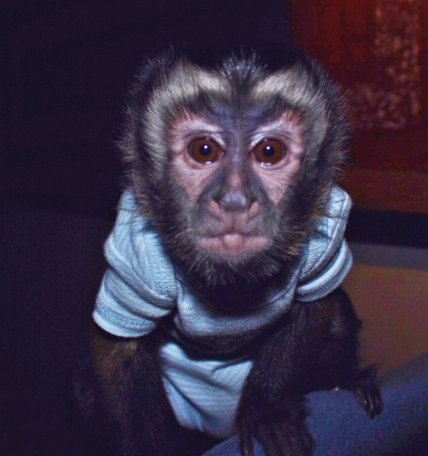 🐒 Jeremia – Männliches Kapuzineräffchen