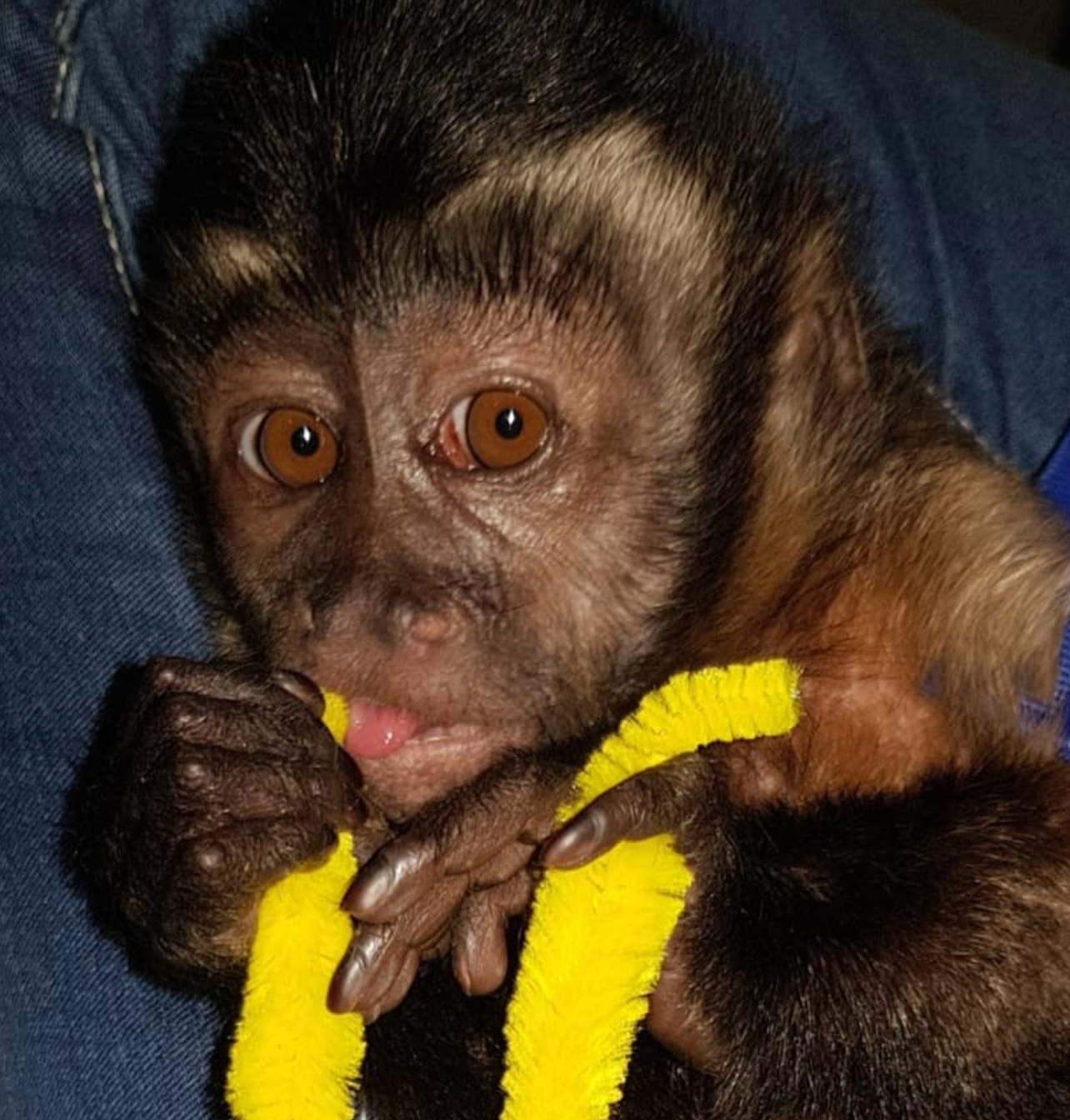 🐒 Buddy – Männliches Kapuzineräffchen – Bild 3