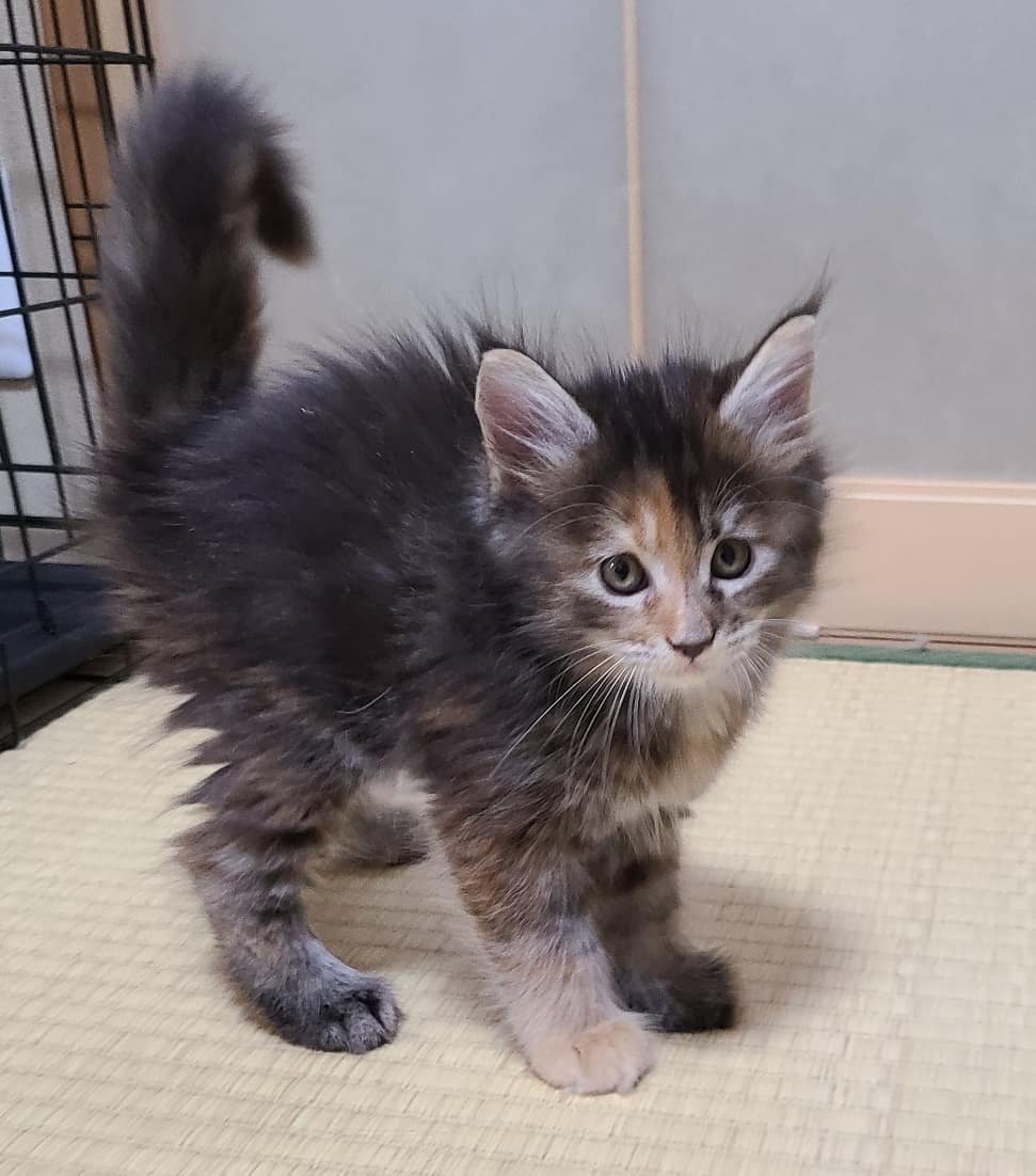 Lato – Männliche Maine-Coon-Katze