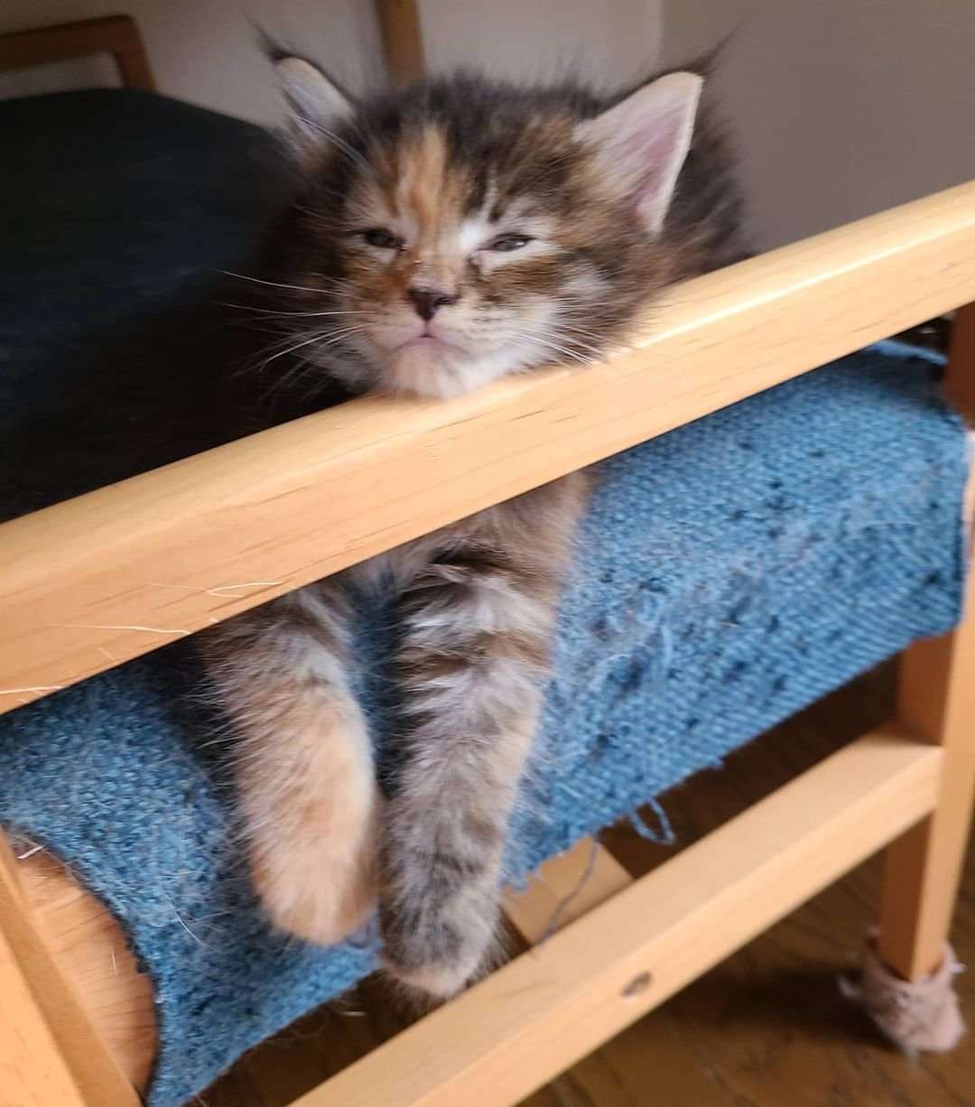 Lato – Männliche Maine-Coon-Katze – Bild 2