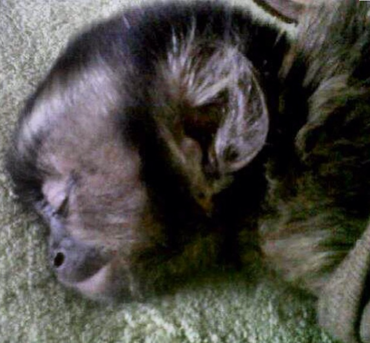 🐒 Jeremia – Männliches Kapuzineräffchen – Bild 2