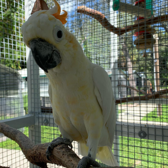 🦜 12 Monate alter Zitronenkakadu (Männchen)