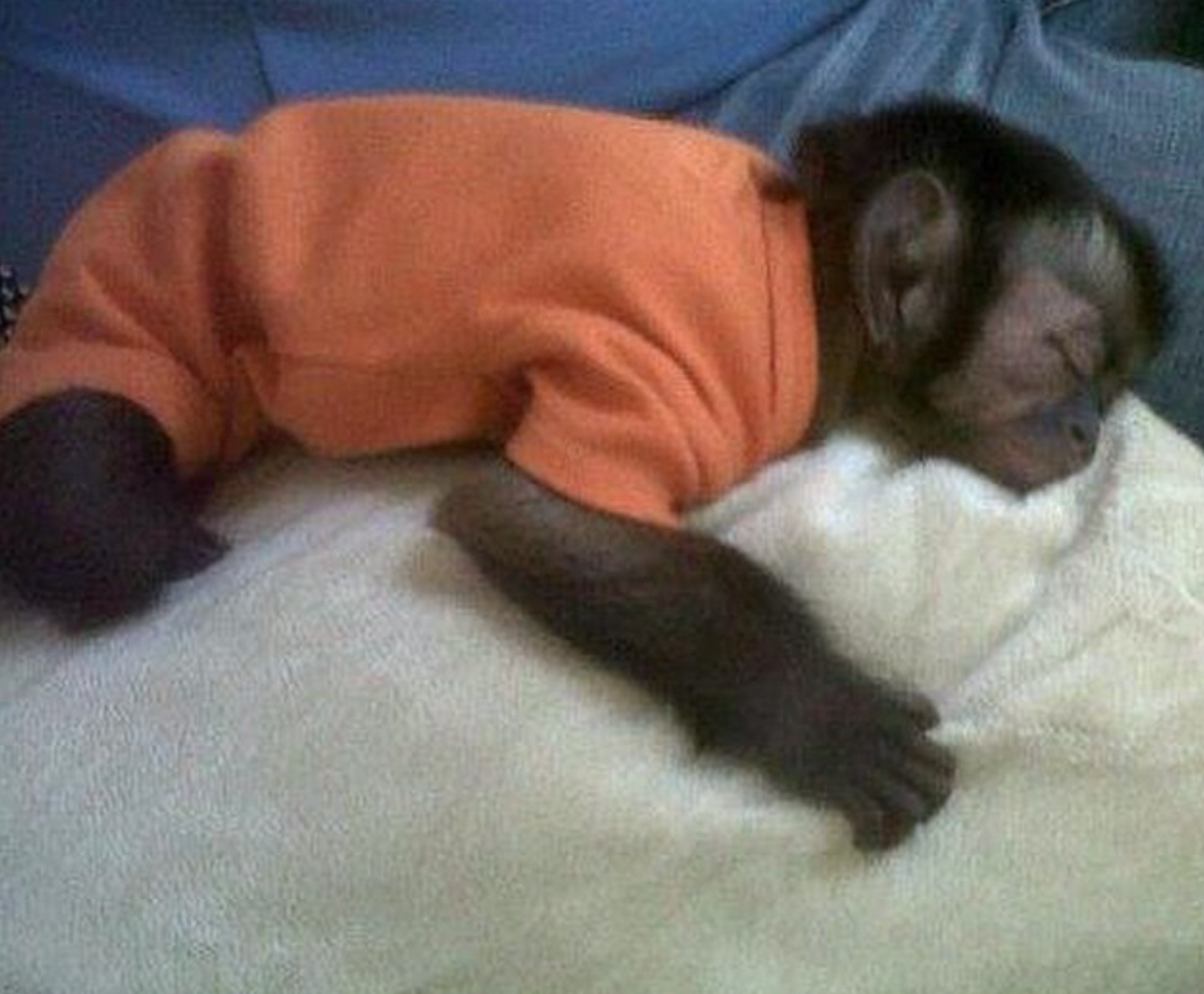 🐒 Jeremia – Männliches Kapuzineräffchen – Bild 3