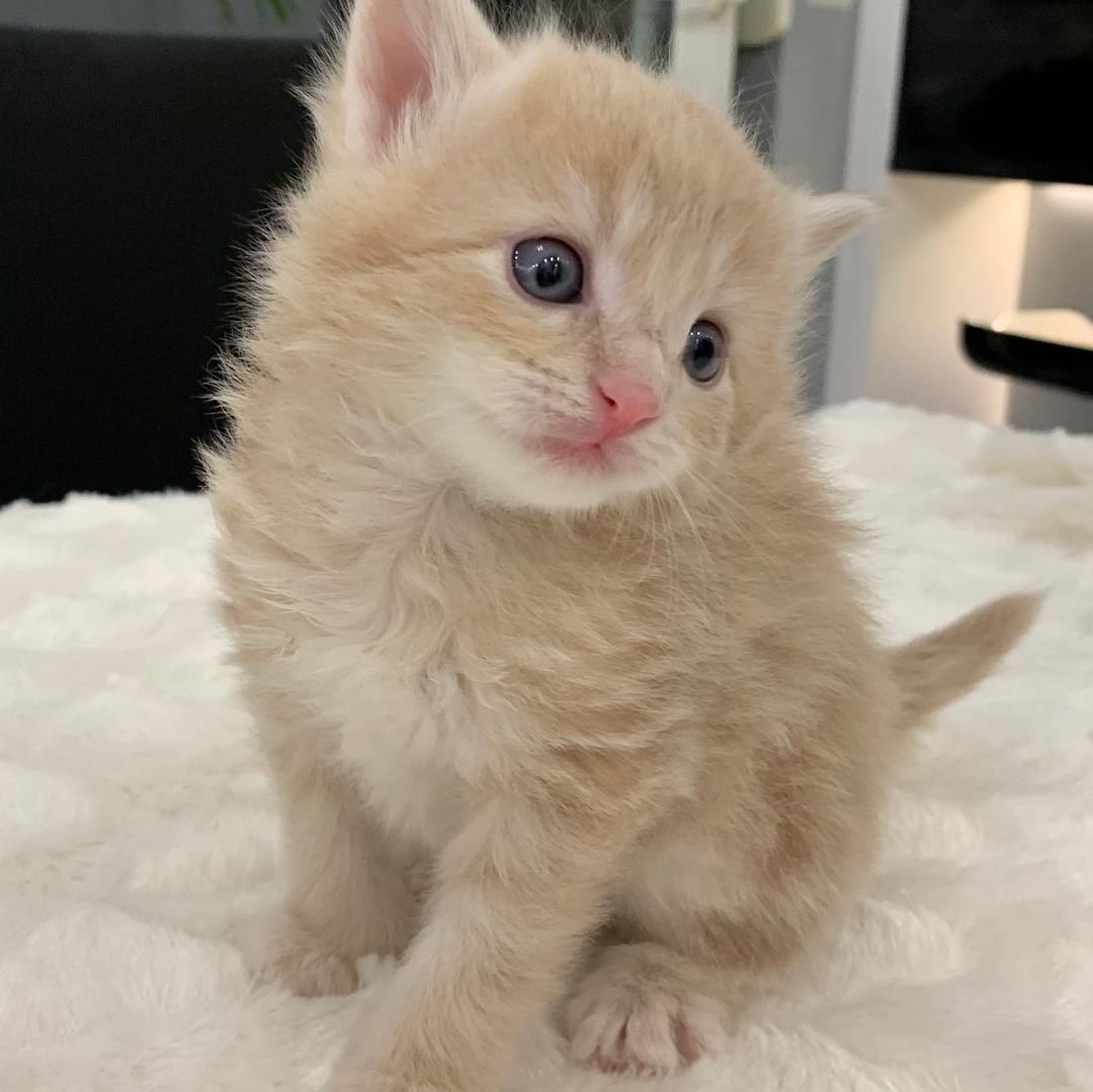 Moose – Männliche Norwegische Waldkatze – Bild 2