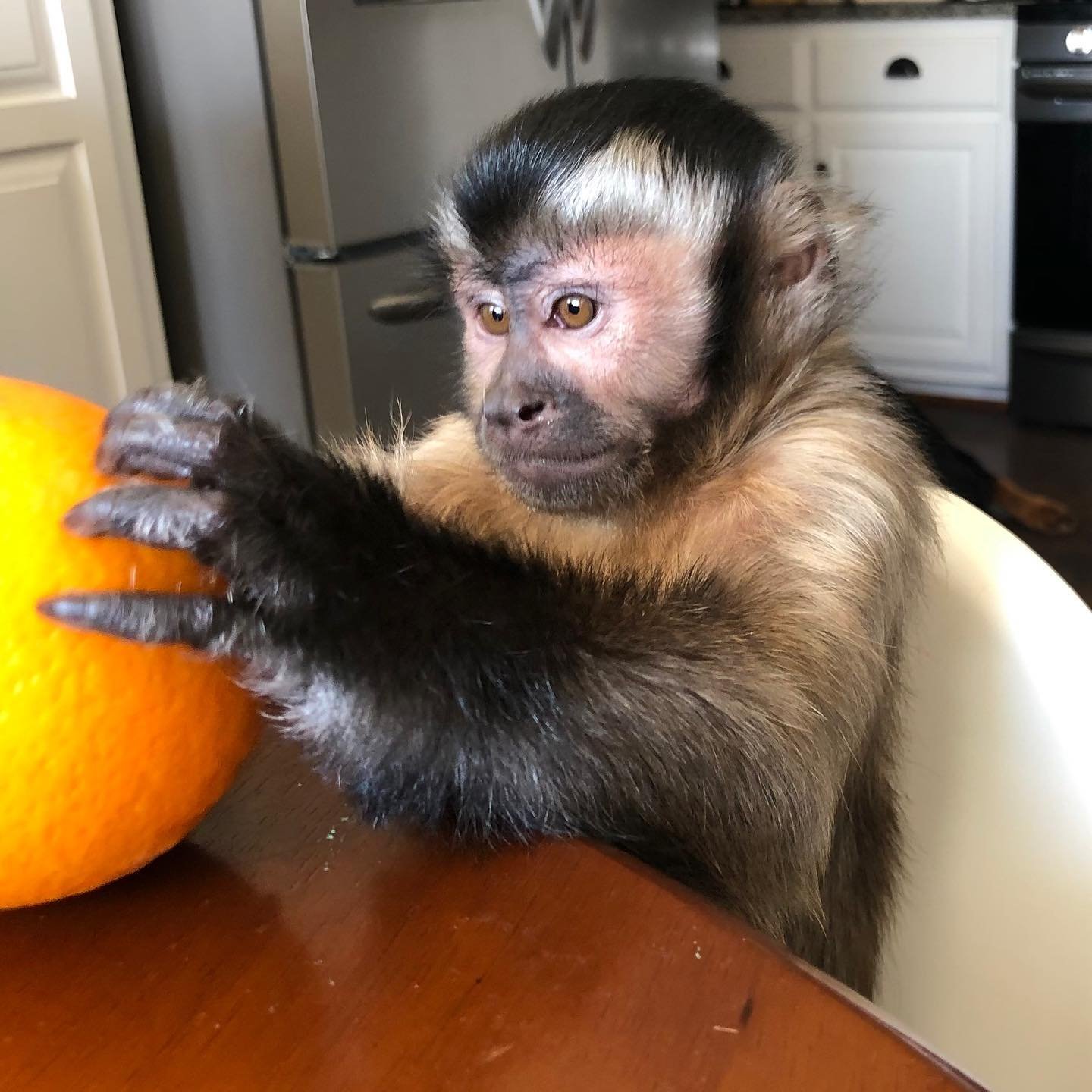 🐒 Nadia – Weibliches Kapuzineräffchen