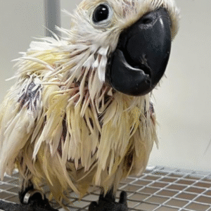 03 Monate alte weibliche Molukken-Kakadu – Ein sanftes Wunder der Schöpfung