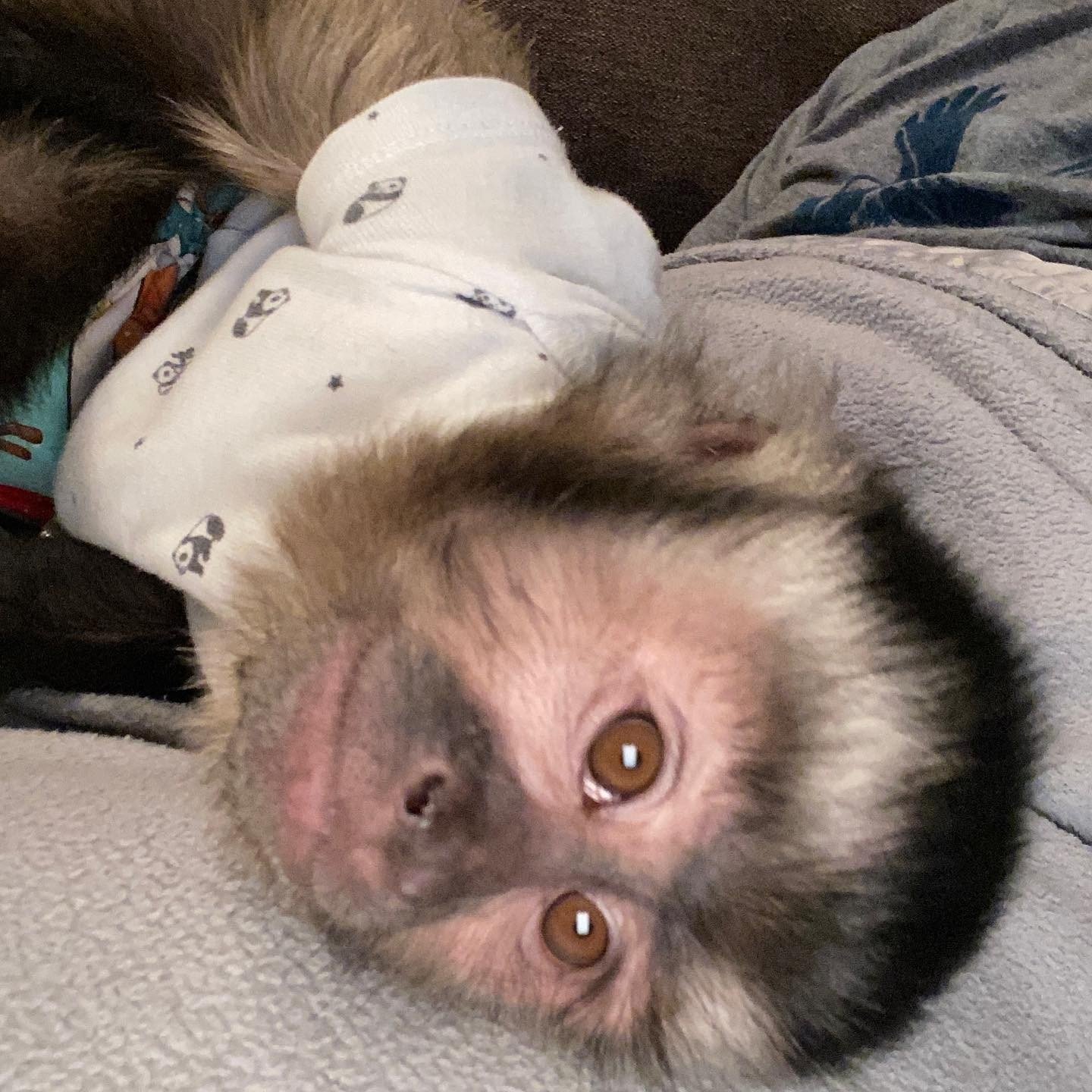 🐒 Nadia – Weibliches Kapuzineräffchen – Bild 3