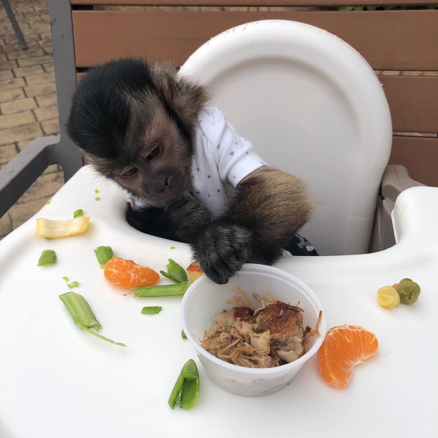 🐒 Nadia – Weibliches Kapuzineräffchen – Bild 4