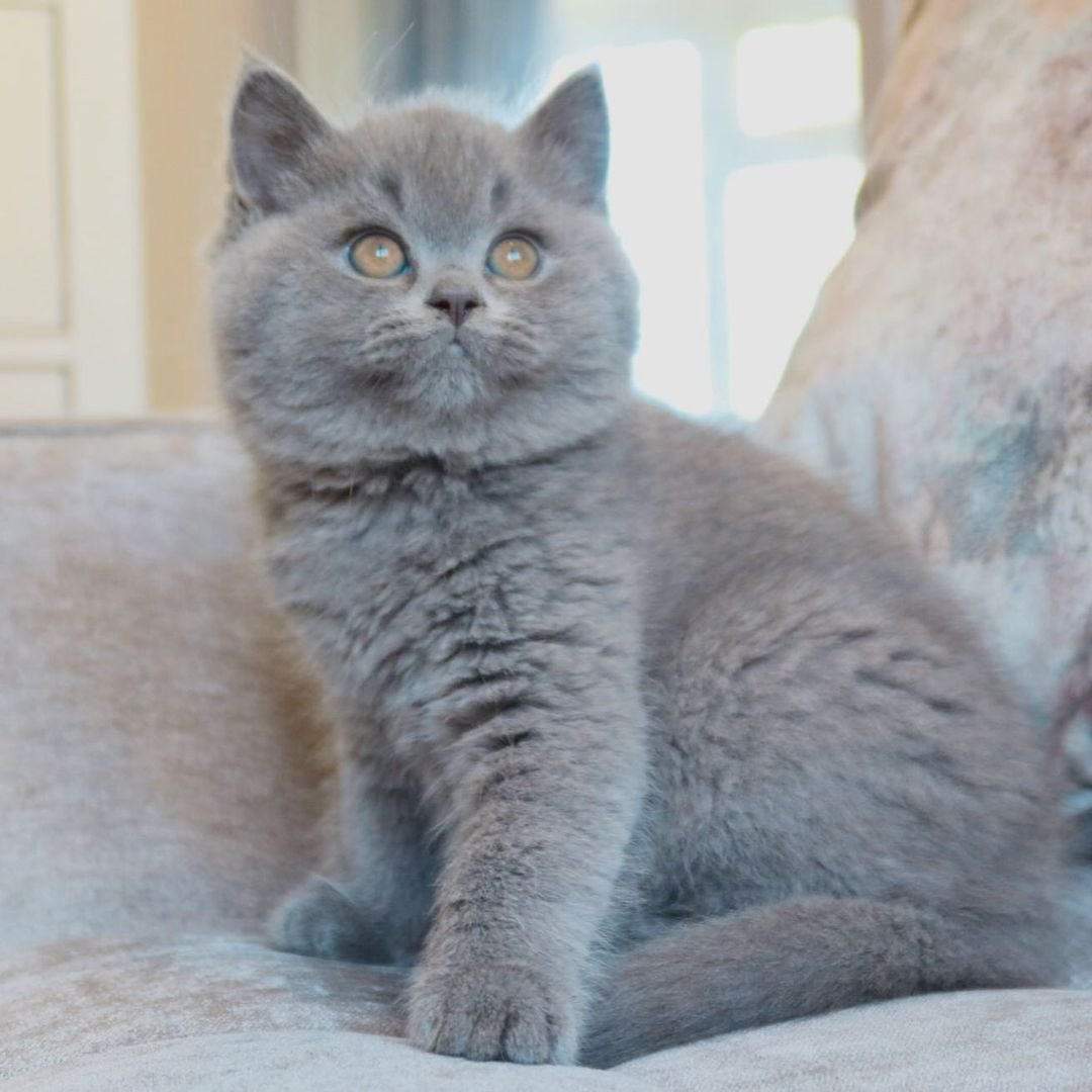 Baloo – Männliches Britisch Kurzhaar Kätzchen – Bild 4