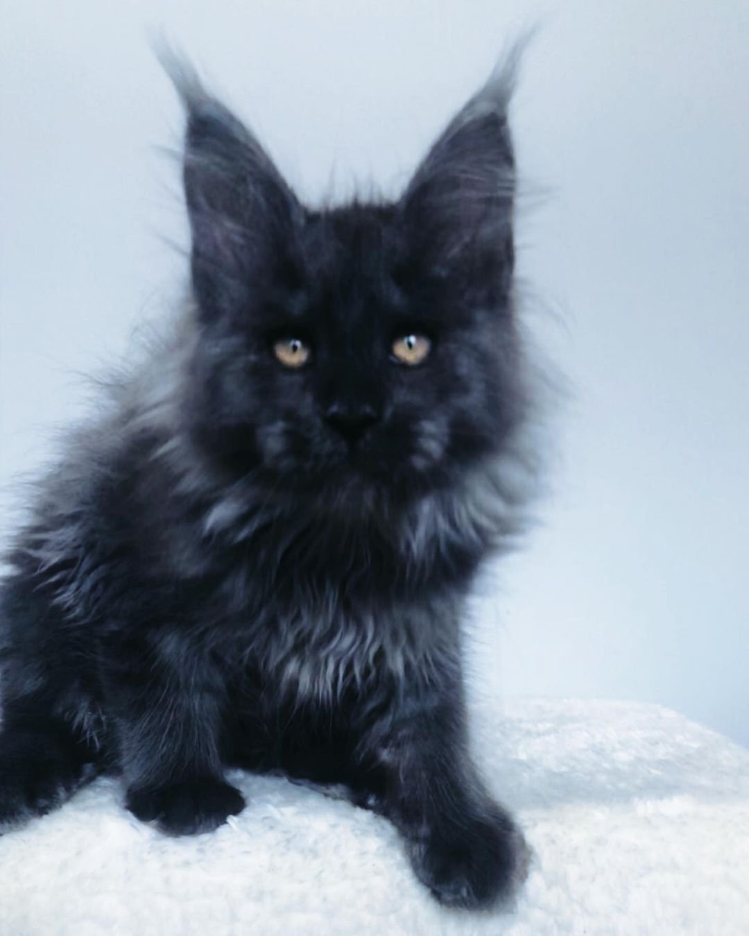 Bob – Männliche Maine-Coon-Katze – Bild 2