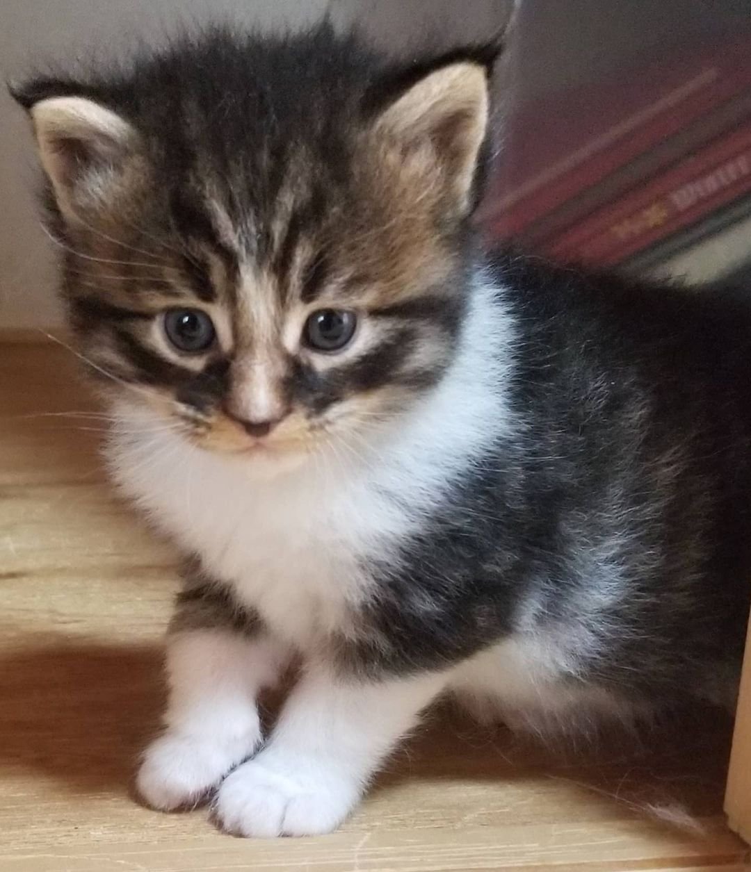 Calvin – Männliche Maine-Coon-Katze – Bild 4