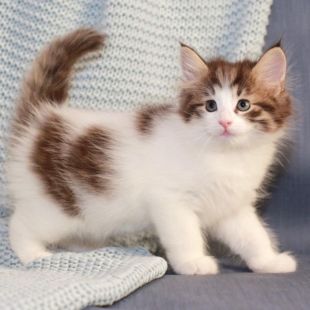 Emma – Weibliche Norwegische Waldkatze – Bild 3