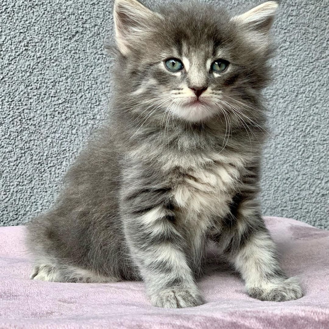 Frank – Männliche Norwegische Waldkatze