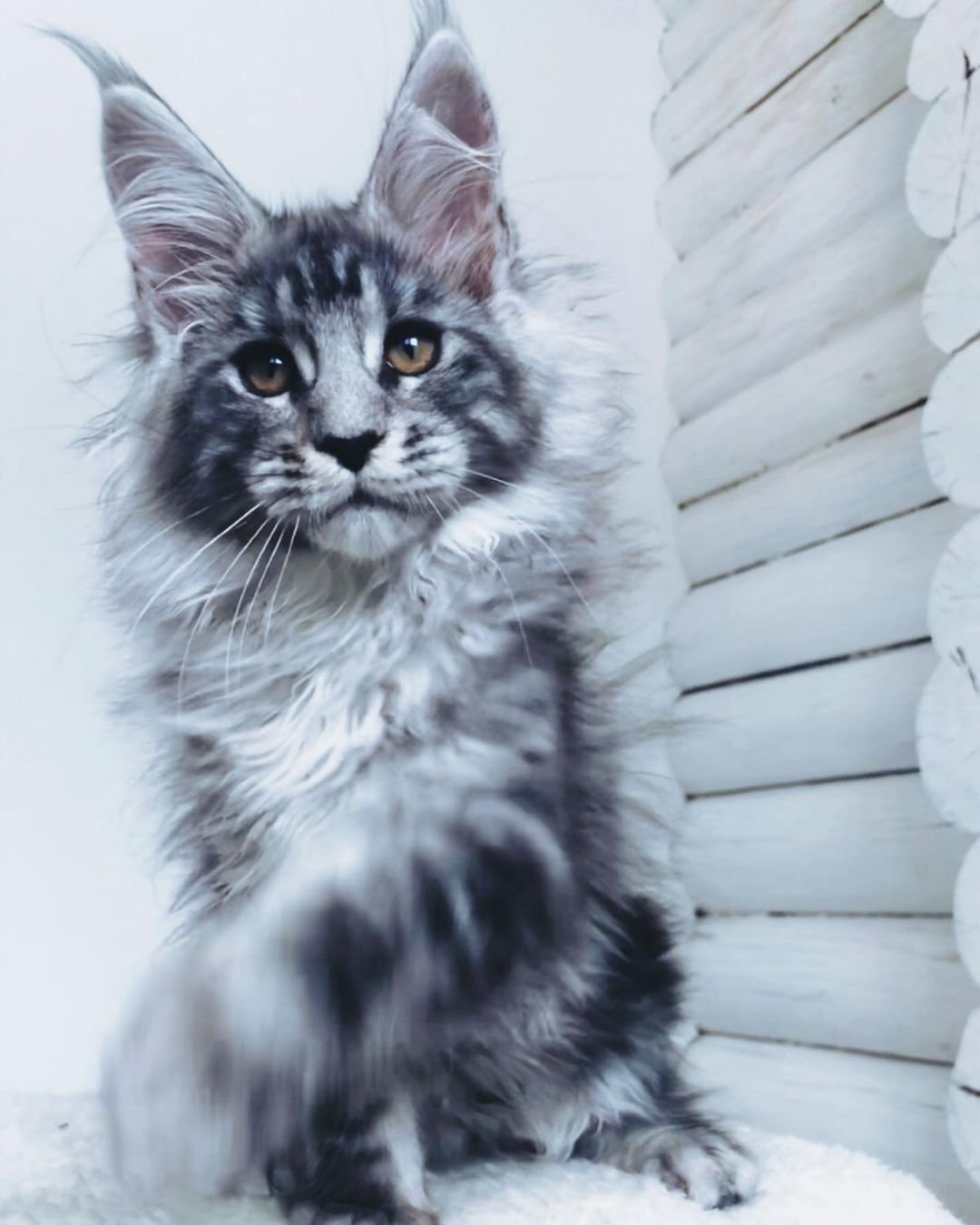Jane – Weibliche Maine-Coon-Katze