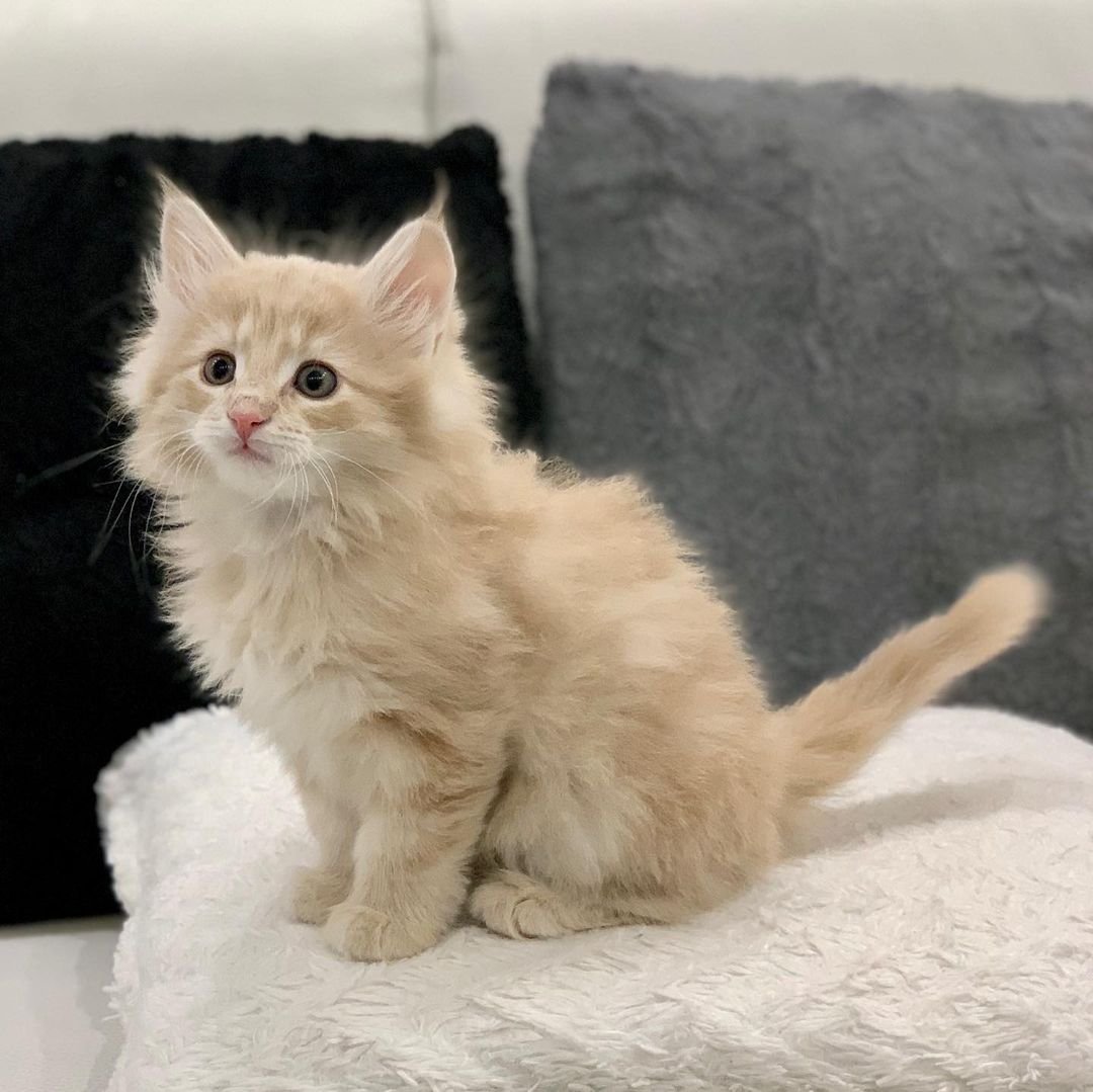 Joey – Männliche Norwegische Waldkatze – Bild 3