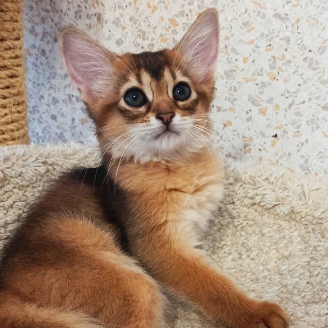 Oreo – Männliche Somali-Katze