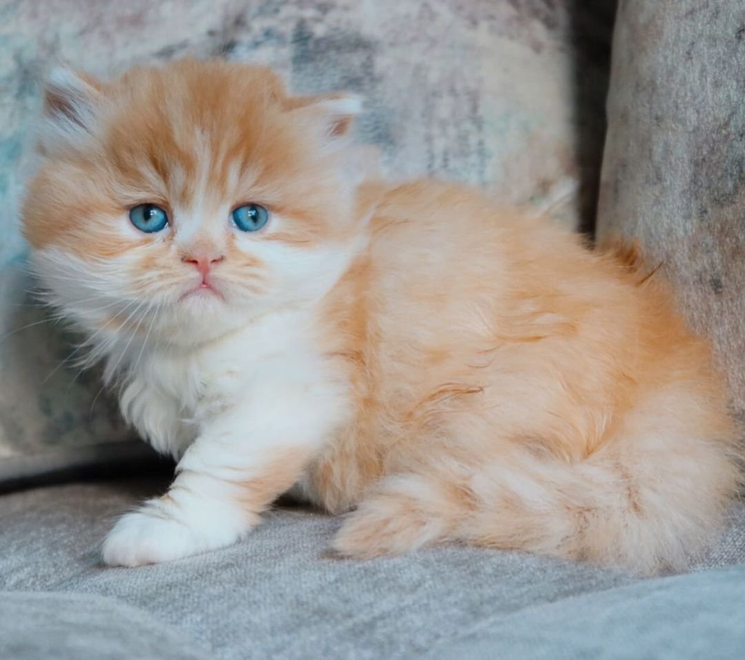 Lio – Männliches Britisch Kurzhaar Kätzchen – Bild 4