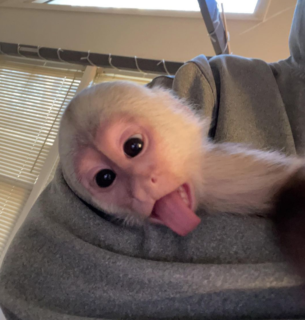 🐒 Mia – Weibliches Kapuzineräffchen – Bild 2