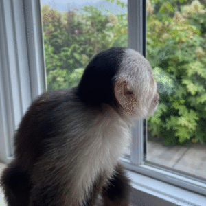 🐒 Mia – Weibliches Kapuzineräffchen